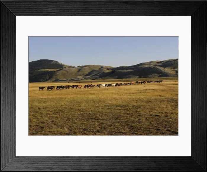 Framed Print : Wild horses at Campo Imperatore, Abruzze, Italy Framed Print : Wild horses at Campo Imperatore, Abruzze, Italy