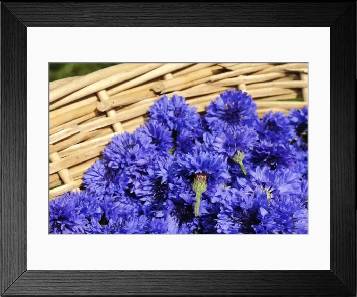Framed Print : Cornflowers, Pflegerhof, Kastelruth, South Tyrol, Italy