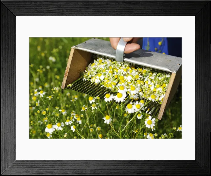 Framed Print : Camomile, Kastelruth, South Tyrol, Italy Framed Print : Camomile, Kastelruth, South Tyrol, Italy