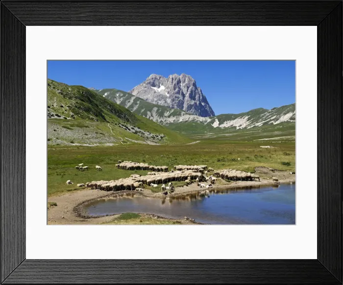 Framed Print : Sheeps at Lago di Pietranzoni, Corno Grande, Campo Imperatore, Gran Sasso National Park Framed Print : Sheeps at Lago di Pietranzoni, Corno Grande, Campo Imperatore, Gran Sasso National Park