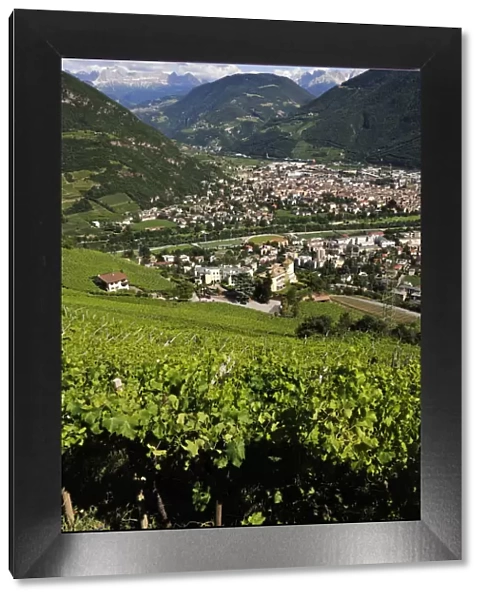 vineyards near Bolzano, South Tyrol, Italy