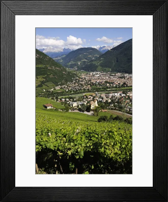 Framed Print : vineyards near Bolzano, South Tyrol, Italy Framed Print : vineyards near Bolzano, South Tyrol, Italy