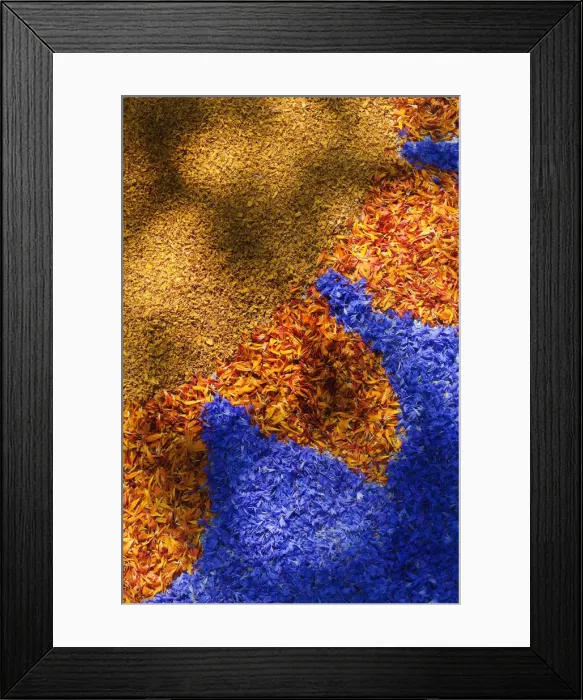 Framed Print : Italy, Umbria, Perugia district, Spello, Infiorata, Corpus Domini procession Framed Print : Italy, Umbria, Perugia district, Spello, Infiorata, Corpus Domini procession