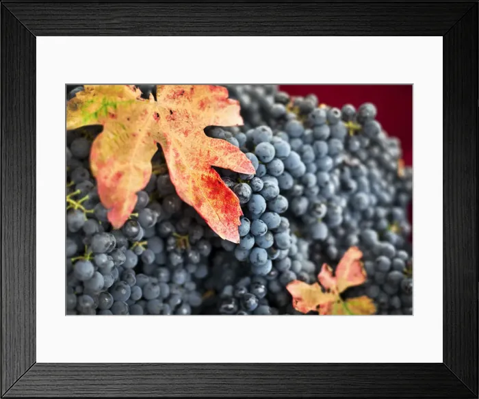 Framed Print : Italy, Umbria, Terni district, Giove, Grape harvest in Sandonna winery Framed Print : Italy, Umbria, Terni district, Giove, Grape harvest in Sandonna winery