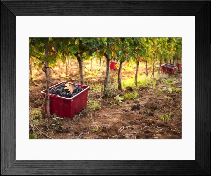 Framed Print : Italy, Umbria, Terni district, Giove, Grape harvest in Sandonna winery Framed Print : Italy, Umbria, Terni district, Giove, Grape harvest in Sandonna winery