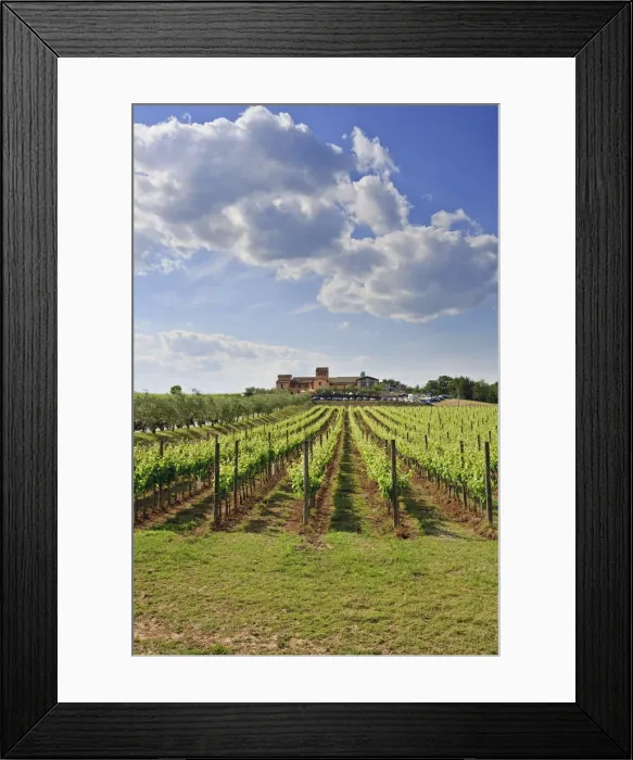 Framed Print : Italy, Umbria, Perugia district, Montefalco. Cantine aperte in Caprai winery Framed Print : Italy, Umbria, Perugia district, Montefalco. Cantine aperte in Caprai winery