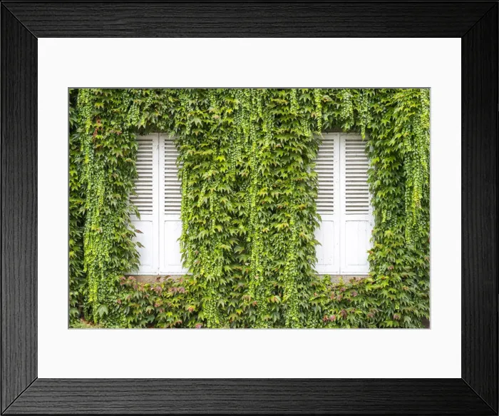 Framed Print : Closed shutters on a house with vines (Parthenocissus tricuspidata) growing on wall Framed Print : Closed shutters on a house with vines (Parthenocissus tricuspidata) growing on wall