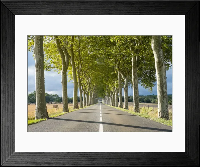 Framed Print : Plane Trees (Platanus -- acerifolia) along tree-lined highway, Aude Department, Languedoc-Roussillon, France