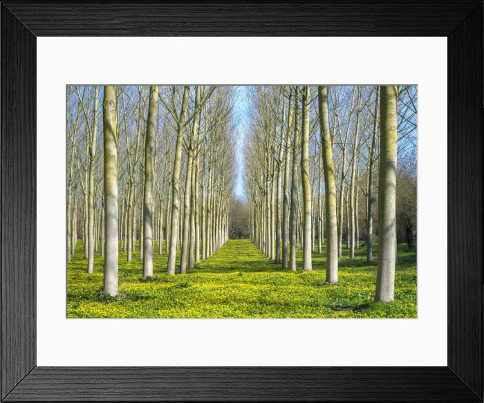 Framed Print : Lesser celandine (Ranunculus ficaria) flowering in early spring under poplar (Populus) Framed Print : Lesser celandine (Ranunculus ficaria) flowering in early spring under poplar (Populus)