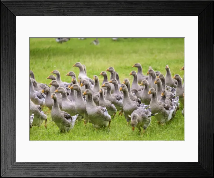 Framed Print : Juvenille gray Toulose geese raised for production of Foie Gras on free-range farm Framed Print : Juvenille gray Toulose geese raised for production of Foie Gras on free-range farm