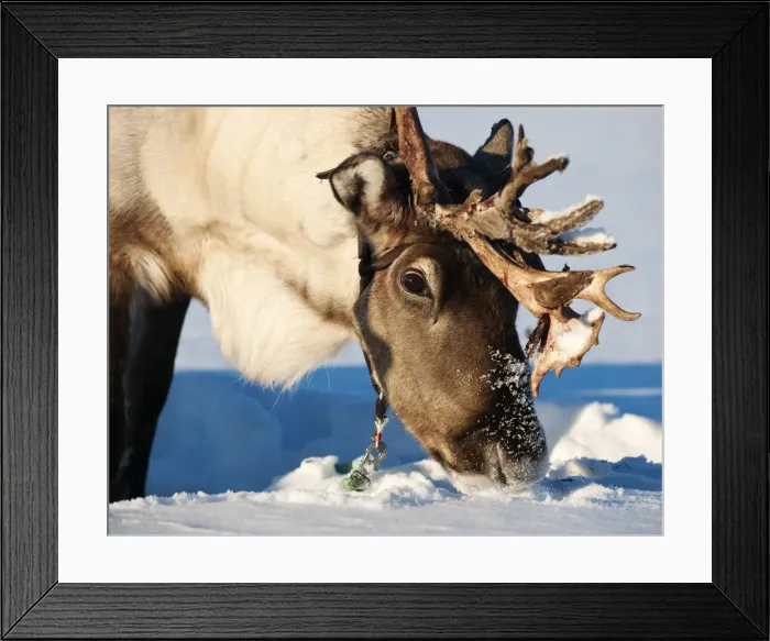 Framed Print : Reindeer, Lapland, Finland Framed Print : Reindeer, Lapland, Finland