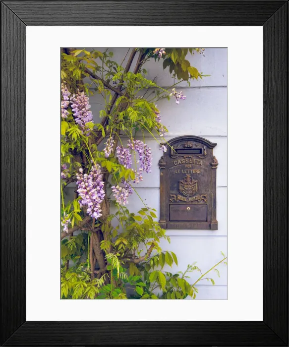 Framed Print : Tremezzo, Como lake, Lombardy, Italy. Wisteria in bloom on a house wall Framed Print : Tremezzo, Como lake, Lombardy, Italy. Wisteria in bloom on a house wall