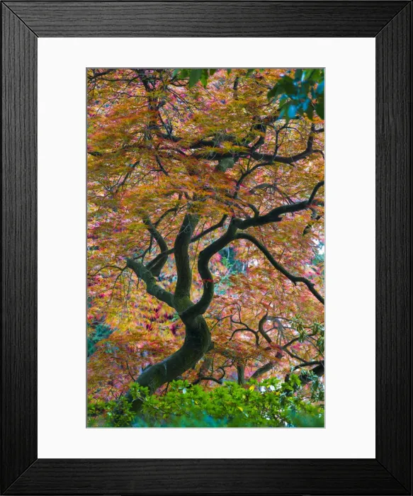 Framed Print : Villa Melzi, Bellagio, Como lake, Lombardy, Italy. Japanese garden Framed Print : Villa Melzi, Bellagio, Como lake, Lombardy, Italy. Japanese garden