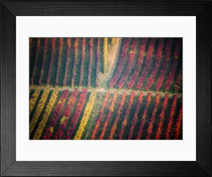 Framed Print : Castelvetro, Modena, Italy. Colorful vineyards in autumn in the valley famous for Framed Print : Castelvetro, Modena, Italy. Colorful vineyards in autumn in the valley famous for