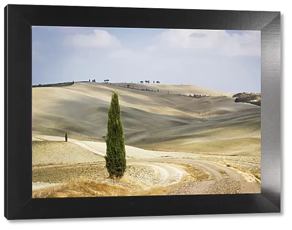 Tuscany, Val d Orcia, arid landscape with cypress trees