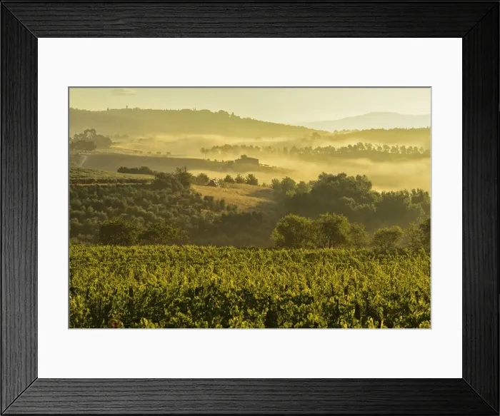 Framed Print : Europe, Italy, Toscana, Tuscany, Montepulciano, vineyard at sunrise