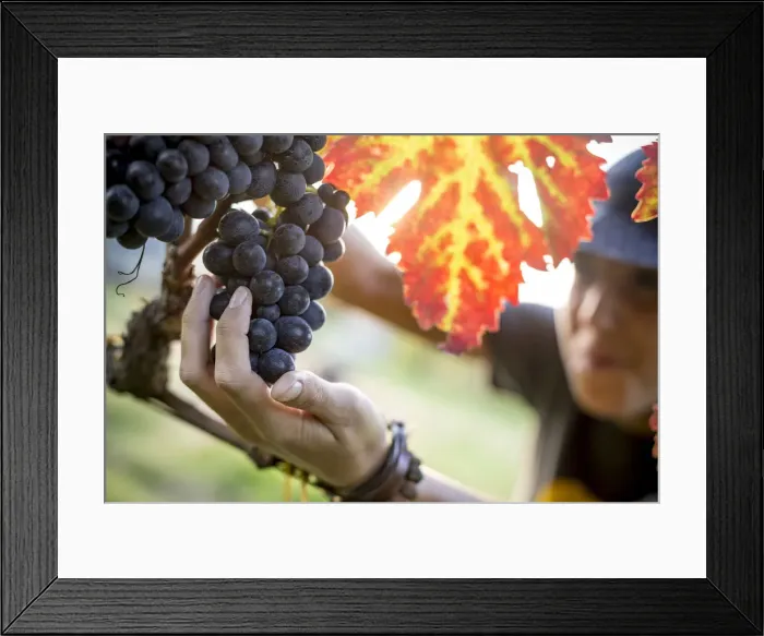 Framed Print : Italia, Italy, Apulia, Puglia. Salento, Salentine Peninsula Framed Print : Italia, Italy, Apulia, Puglia. Salento, Salentine Peninsula