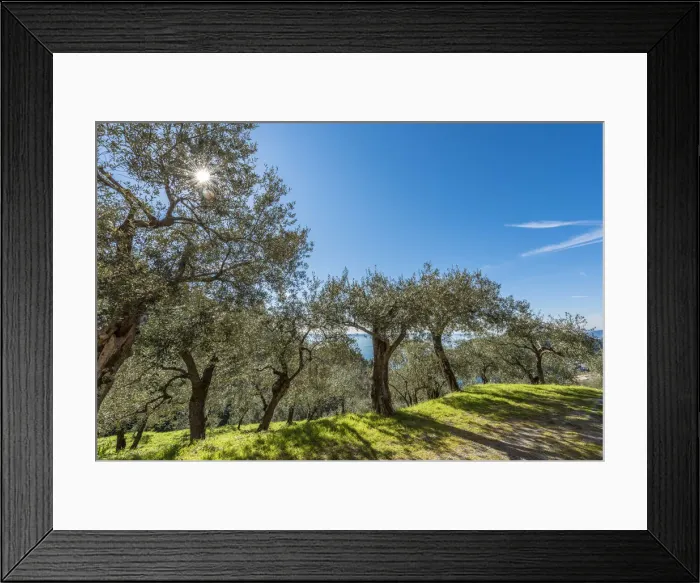 Framed Print : Europe, Italy, Levanto. Olive groves with sea view