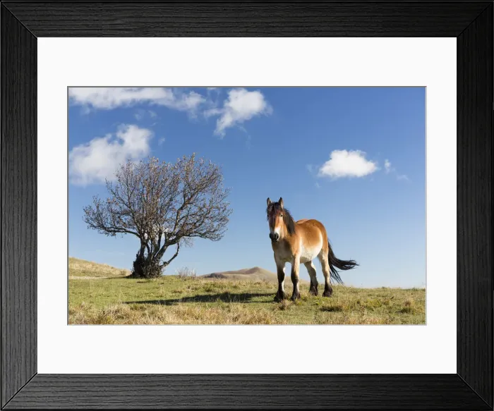Framed Print : A horse stands in the Monti Sibillini National Park, Umbria, Italy