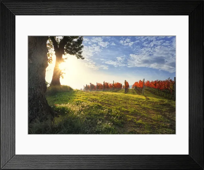 Framed Print : Italy, Umbria, Perugia district. Autumnal Vineyards near Montefalco Framed Print : Italy, Umbria, Perugia district. Autumnal Vineyards near Montefalco