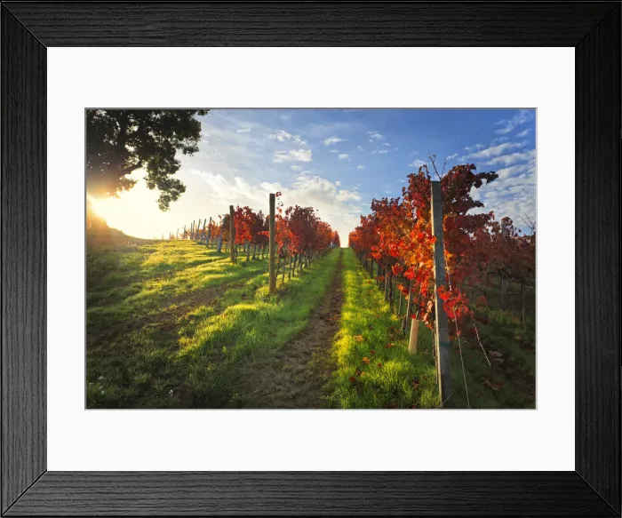 Framed Print : Italy, Umbria, Perugia district. Autumnal Vineyards near Montefalco Framed Print : Italy, Umbria, Perugia district. Autumnal Vineyards near Montefalco