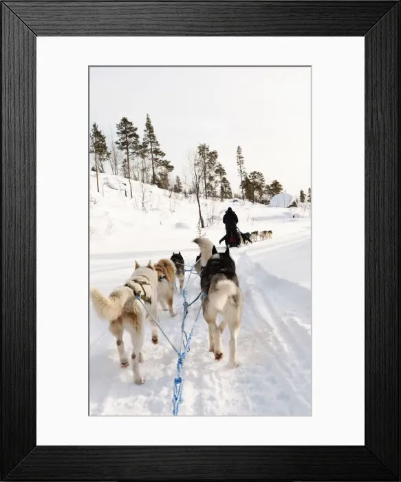 Framed Print : Husky sledding, Lapland, Finland Framed Print : Husky sledding, Lapland, Finland