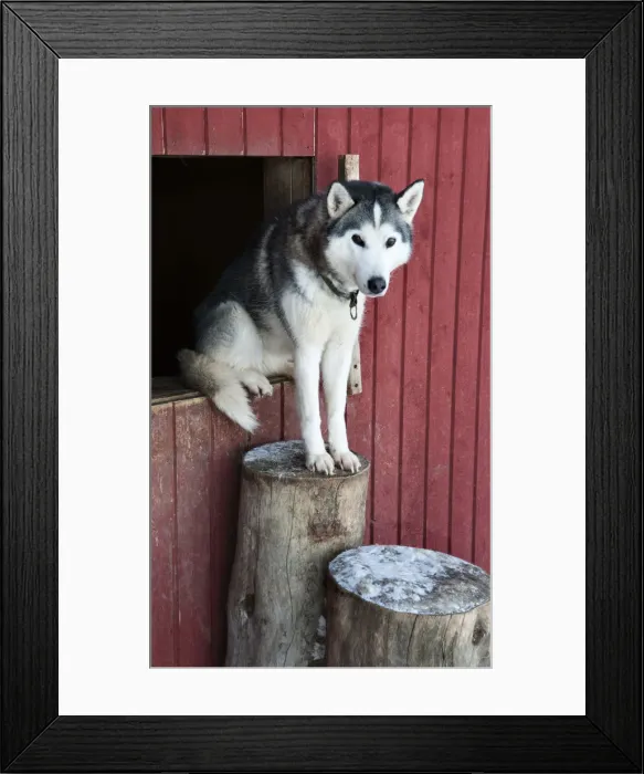 Framed Print : Husky, Lapland, Finland Framed Print : Husky, Lapland, Finland