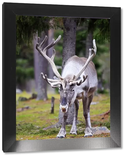 Europe, Finland, Lapland, Salla, Salla Reindeer Park, a large male reindeer with