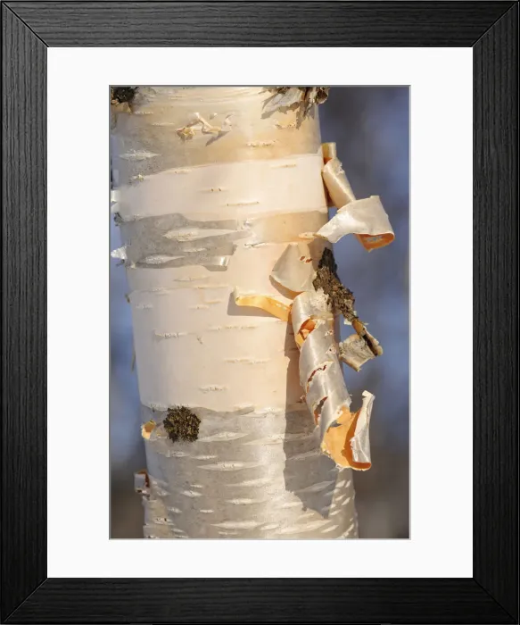 Framed Print : Tree bark of a birch, Finnmark, Finland Framed Print : Tree bark of a birch, Finnmark, Finland