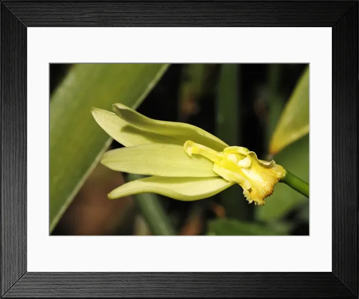 Framed Print : Vanilla beans, Moorea, French Polynesia, South Seas