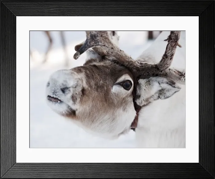 Framed Print : Reindeer, Lapland, Finland Framed Print : Reindeer, Lapland, Finland
