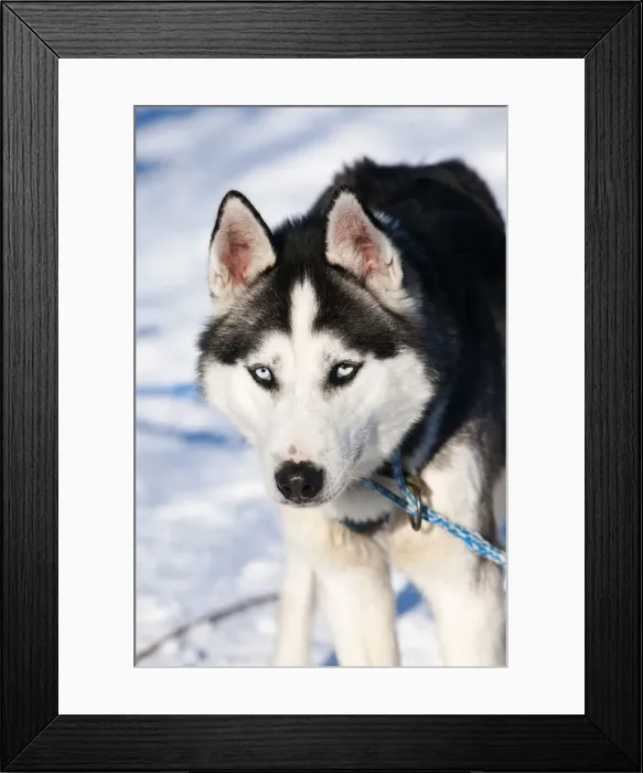 Framed Print : Husky, Lapland, Finland Framed Print : Husky, Lapland, Finland