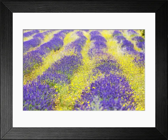 Framed Print : France, Provence Alps Cote d Azur, Haute Provence, a field of lavender and yellow Framed Print : France, Provence Alps Cote d Azur, Haute Provence, a field of lavender and yellow