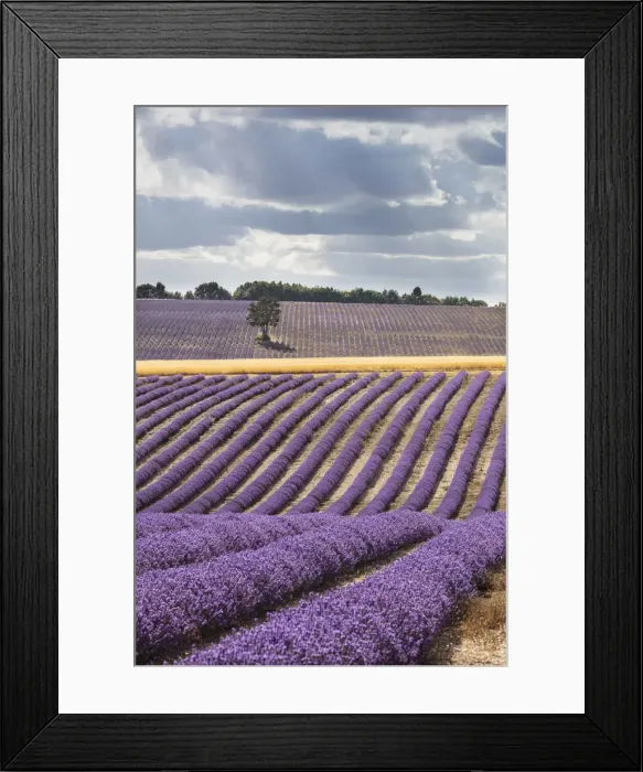 Framed Print : France, Provence Alps Cote d Azur, Haute Provence, a solitary tree surrounded Framed Print : France, Provence Alps Cote d Azur, Haute Provence, a solitary tree surrounded