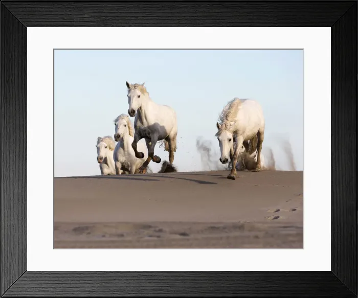 Framed Print : France, Provence, Camargue, White horses jump over sand dunes on a beach Framed Print : France, Provence, Camargue, White horses jump over sand dunes on a beach
