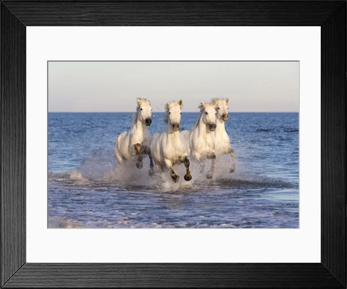 Framed Print : France, Provence, Camargue, White horses of the Camargue run through the mediterranean Framed Print : France, Provence, Camargue, White horses of the Camargue run through the mediterranean