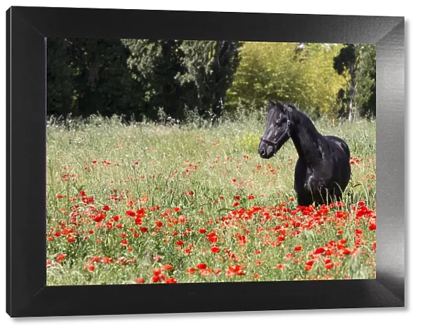 France, Provence, Camargue, A freisian horse stands in a field of poppies