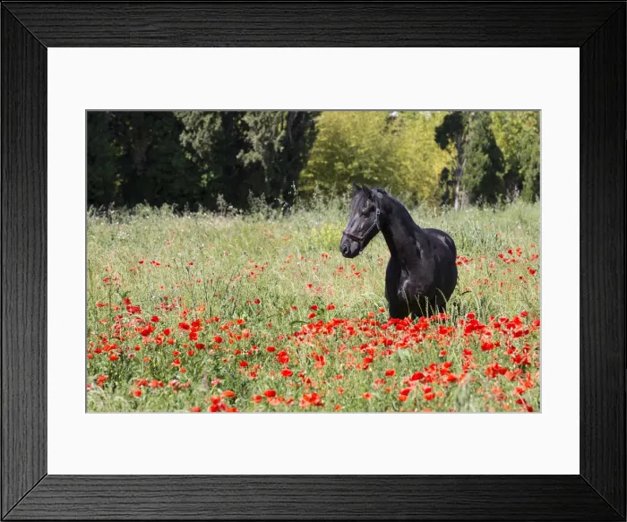 Framed Print : France, Provence, Camargue, A freisian horse stands in a field of poppies Framed Print : France, Provence, Camargue, A freisian horse stands in a field of poppies