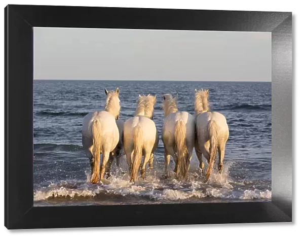 France, Provence, Camargue, Four white horses of the Camargue walk into the mediterranean