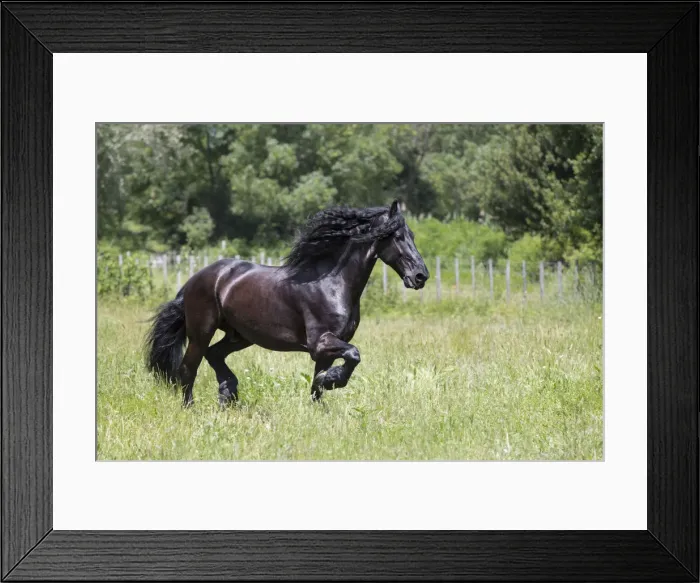 Framed Print : France, Provence, Camargue, A freisian horse runs free through a meadow Framed Print : France, Provence, Camargue, A freisian horse runs free through a meadow