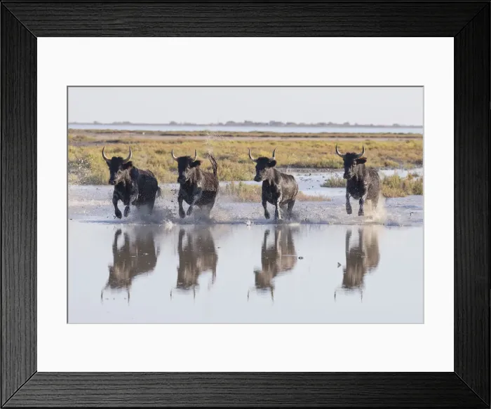Framed Print : France, Provence, Camargue, Four black bulls run through marshland in the Camargue Framed Print : France, Provence, Camargue, Four black bulls run through marshland in the Camargue