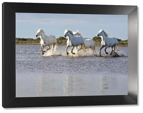 France, Provence, Camargue, White horses of the Camargue run free in a lake