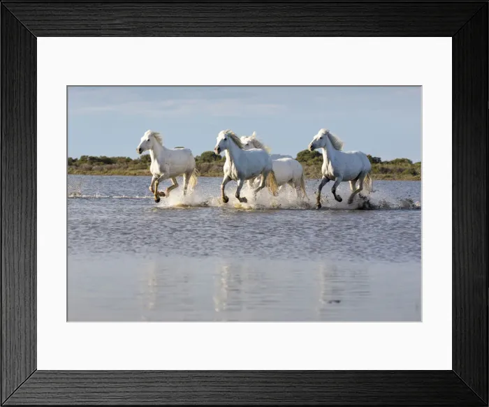 Framed Print : France, Provence, Camargue, White horses of the Camargue run free in a lake Framed Print : France, Provence, Camargue, White horses of the Camargue run free in a lake