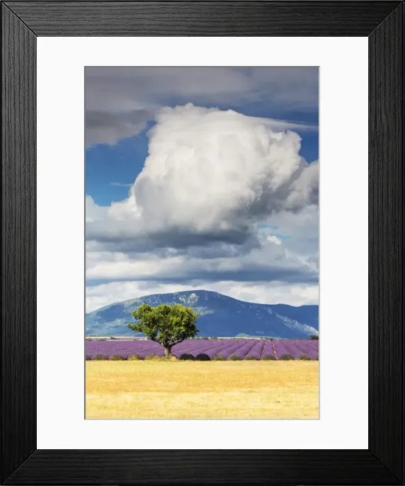 Framed Print : France, Provence Alps Cote d Azur, Haute Provence, a solitary tree & field of Framed Print : France, Provence Alps Cote d Azur, Haute Provence, a solitary tree & field of