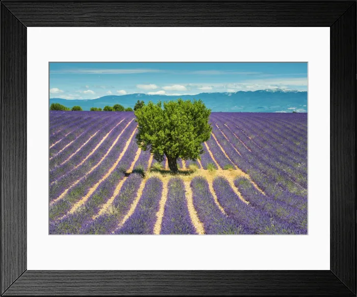 Framed Print : Tree in Field of Lavender, Provence, France Framed Print : Tree in Field of Lavender, Provence, France