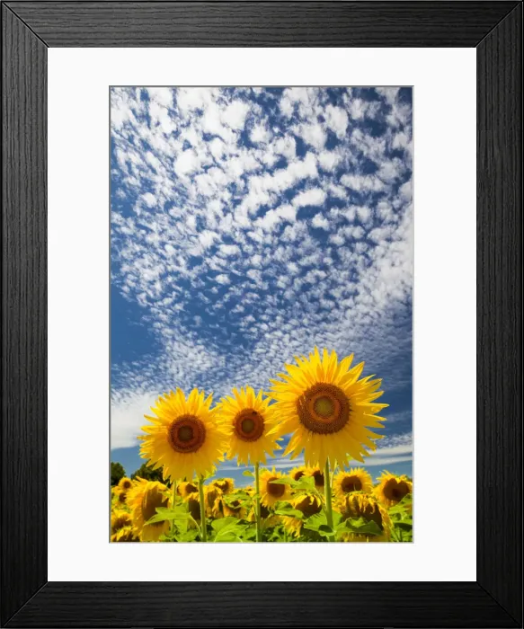 Framed Print : Sunflowers & Cloudscape, near Arles, Provence, France Framed Print : Sunflowers & Cloudscape, near Arles, Provence, France