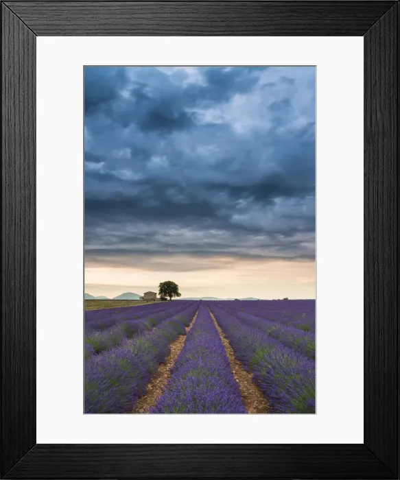 Framed Print : Storm Clouds Over Farmhouse & Lavender Fields, Provence, France Framed Print : Storm Clouds Over Farmhouse & Lavender Fields, Provence, France