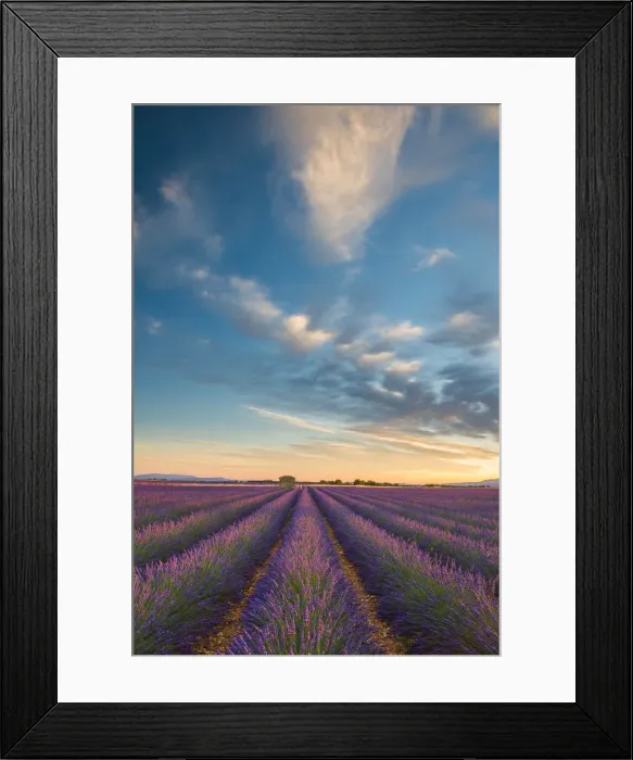 Framed Print : Evening Light Over Lavender Field, Provence, France Framed Print : Evening Light Over Lavender Field, Provence, France