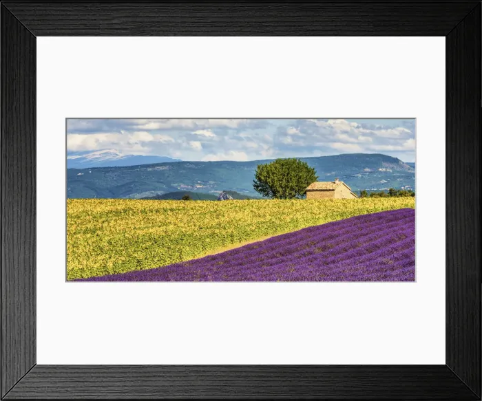 Framed Print : Lavender & Sunflower Fields, Provence, France Framed Print : Lavender & Sunflower Fields, Provence, France