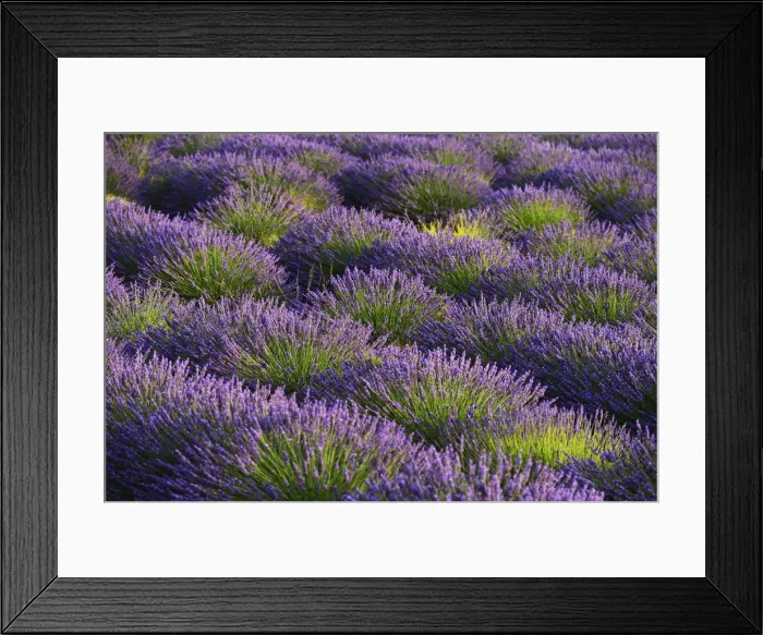 Framed Print : Lavender Field near Valensole, Provence Alpes Cote d Azur, Provence, France, Europe Framed Print : Lavender Field near Valensole, Provence Alpes Cote d Azur, Provence, France, Europe